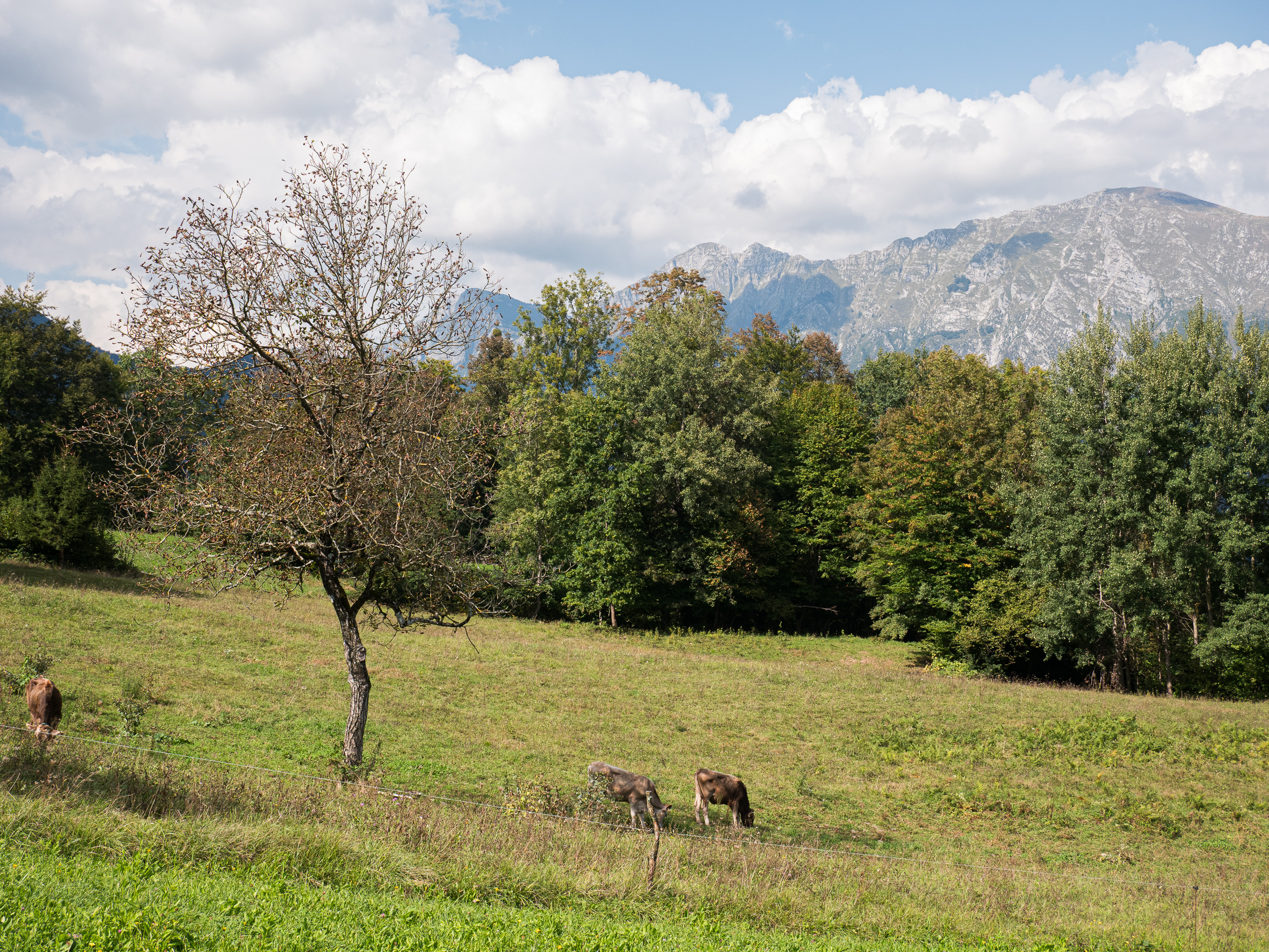 Weidende Kühe unter dem Krn-Massiv